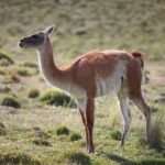 Presentarán en el Museo de Historia Natural una recreación sonora del paisaje pampeano