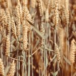 Agronomía de la UNLPam busca llegar al oeste de la provincia de Buenos Aires Agronomía de la UNLPam busca llegar al oeste de la provincia de Buenos Aires