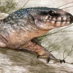 CONICET: hallan largato del Cretácico