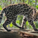 Identifican nuevo felino en Bolivia