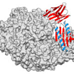 Logran avance clave contra una grave enfermedad genética Logran avance clave contra una grave enfermedad genética