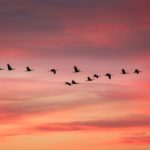 Se hará en Brasil la conferencia de Naciones Unidas sobre especies migratorias