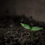 CONICET: estudian estrategia de las plantas para resistir la sequía CONICET: estudian estrategia de las plantas para resistir la sequía